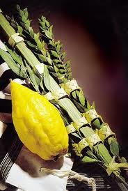 Sukkot Lulav