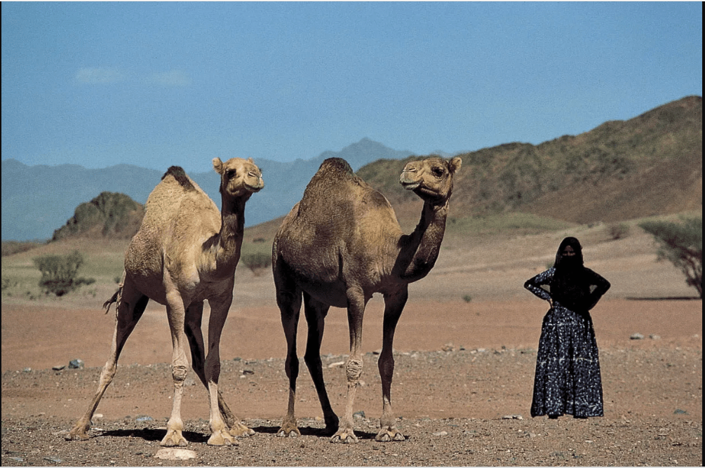 Traditional Bedouin camel herders live in the desert for much of each year.